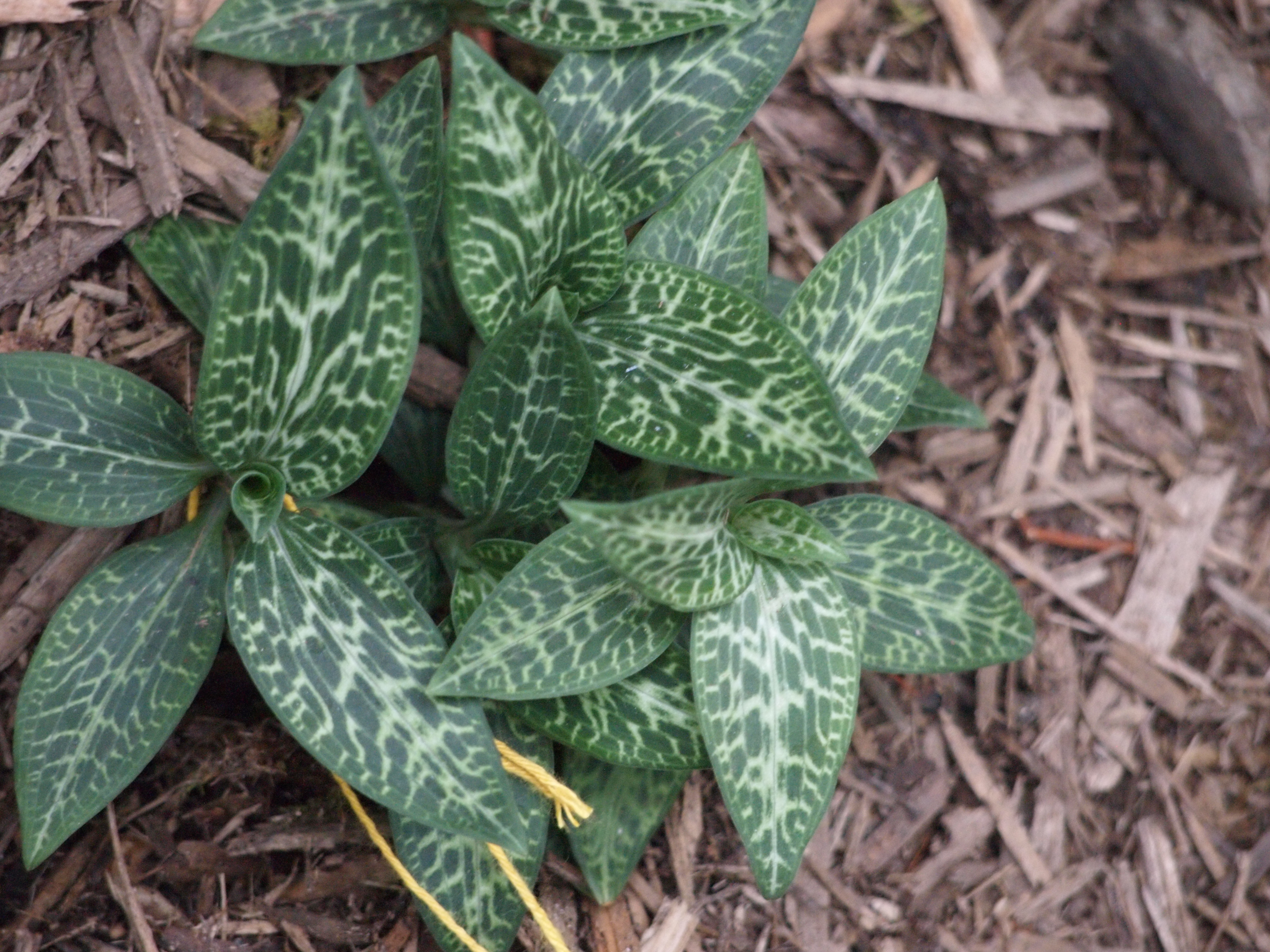  p>斑叶兰属 i>(goodyera /i>r.br.