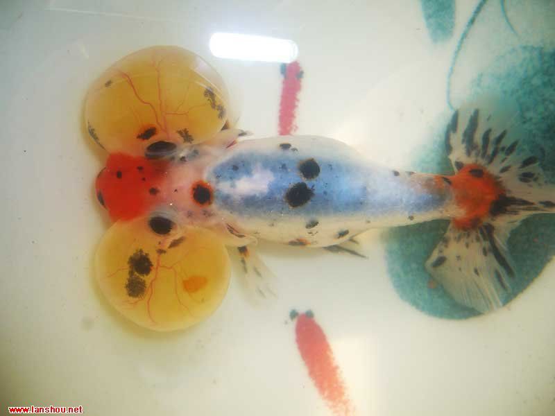  p data-id="gn82n6mt66">"五花水泡"是金鱼水泡种中颇受人们喜爱的一