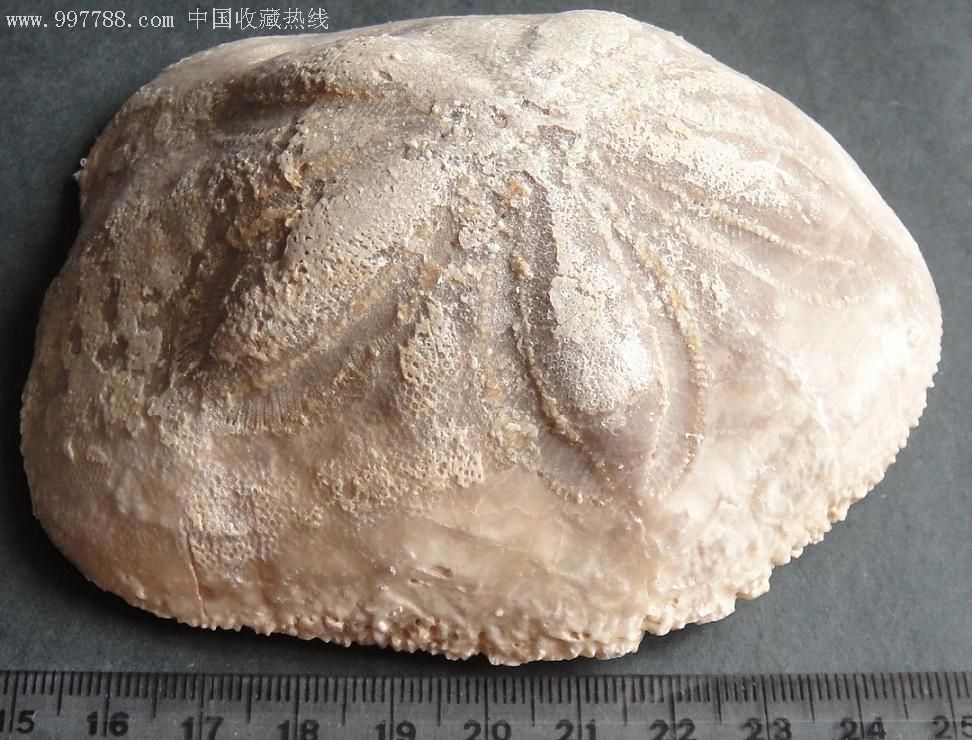  p>指相化石(facies fossil)指能够明确指示生物生活时生存环境条件的