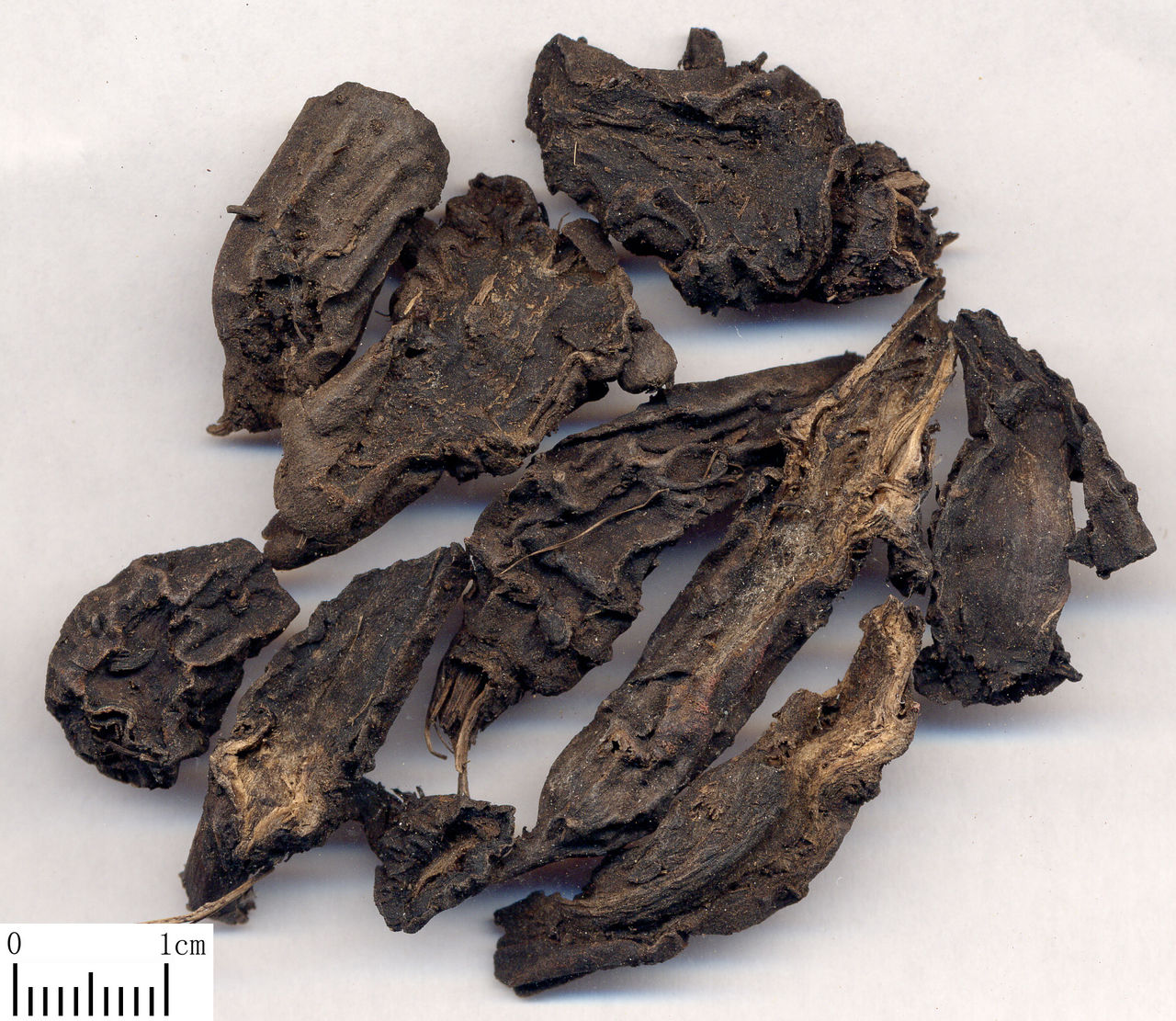  p>制草乌,中药名.为草乌的炮制加工品.主产山西,河北,内蒙古及东北.