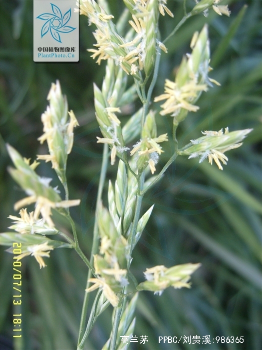  p>高羊茅(学名: i>festuca elata  /i>keng ex e.