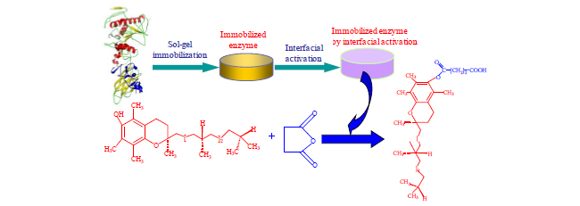  p>包埋法(entrapment)是将酶包埋在高聚物的细微凝胶网格中或高分子