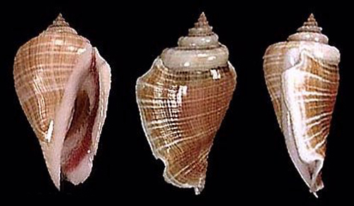  p>驼背凤凰螺(学名: i>gibberulus gibberulus gibbosus /i>):成贝长