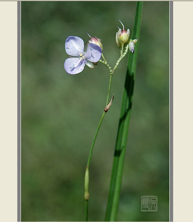  p>细竹篙草(学名: i>murdannia simplex /i> (vahl) brenan)是鸭跖草