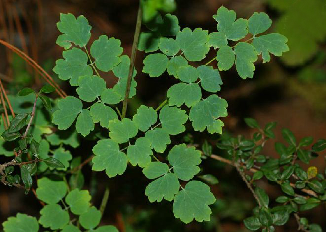 thalictrum javanicum blume var. puberulum w. t. wang