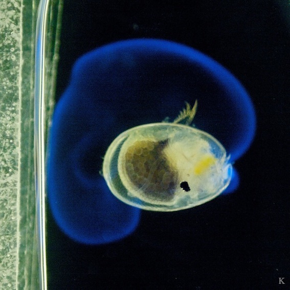  p>希氏弯喉海萤(学名: i>vargula hilgendorfii