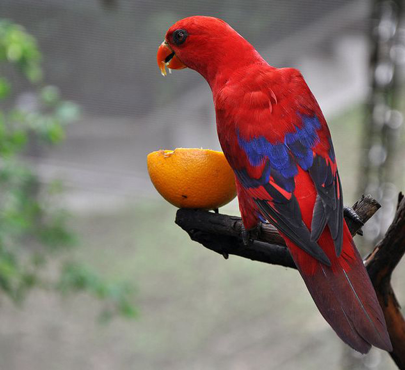 红色吸蜜鹦鹉