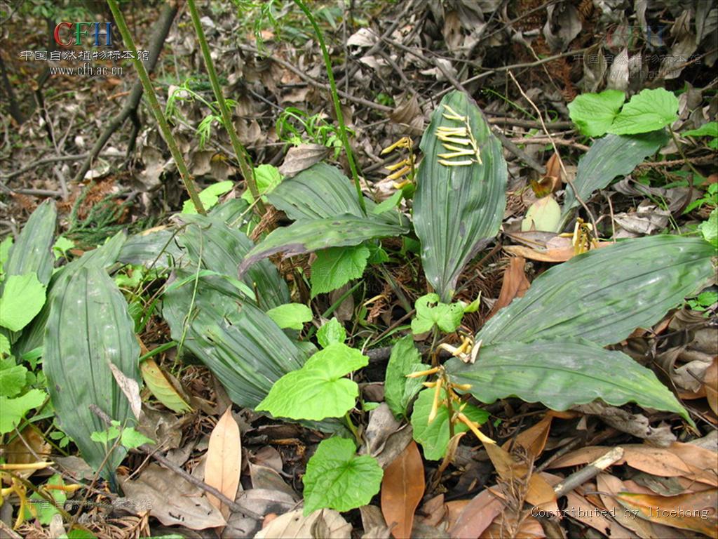  p>杜鹃兰属(学名:cremastra lindl.