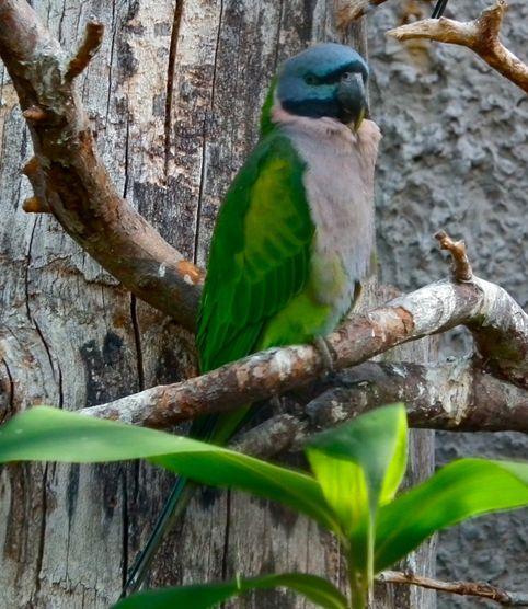  p>德拜鹦鹉(学名: i>psittacula derbiana /i>)是典型的 a target="