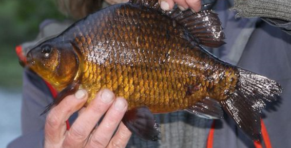  p>黑鲫(学名: i>carassius carassius /i>)是鲤科,鲫属鱼类.
