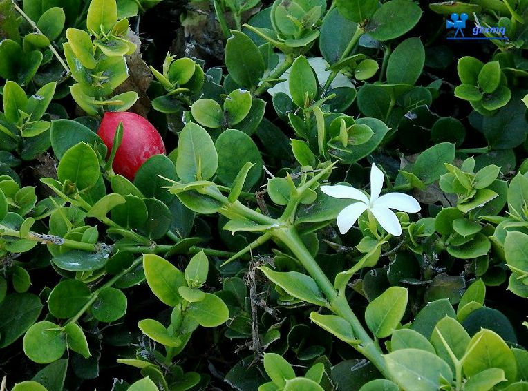  p>大花假虎刺(学名: i>carissa macrocarpa /i> (eckl.) dc.