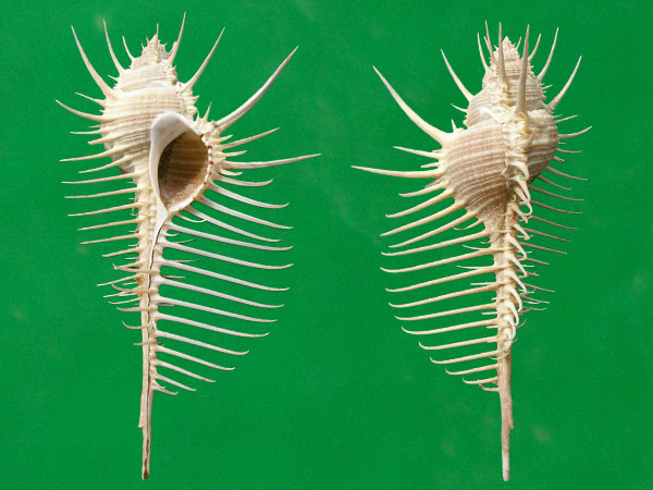  p>维纳斯骨螺,即 a href="#" data-lemmaid="2336992">栉棘骨螺 /a>