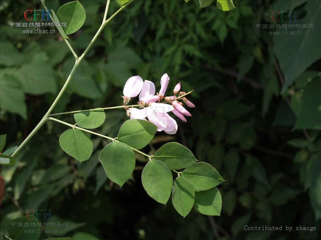  p>木蓝属(学名:indigofera l.