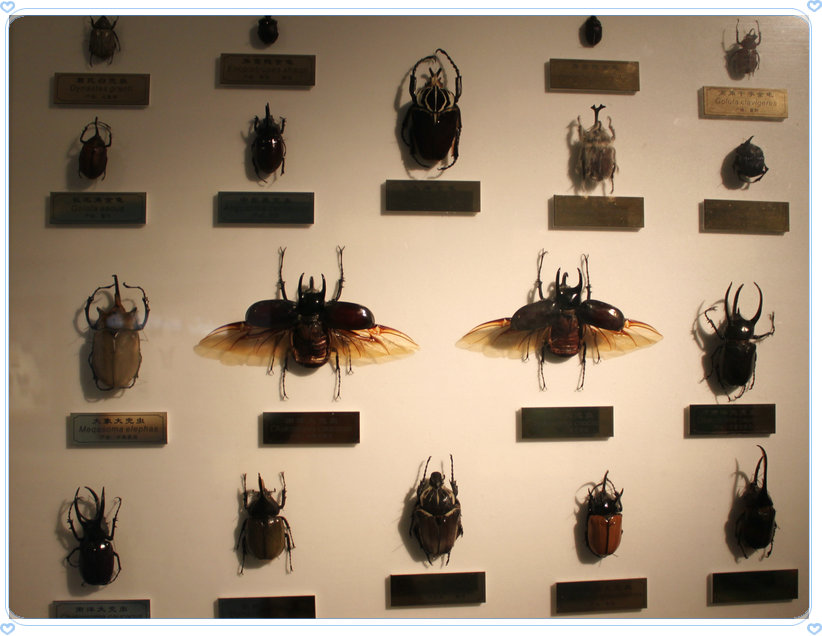  p>上海昆虫博物馆隶属 a href="#" data-lemmaid="4359465">中国科学