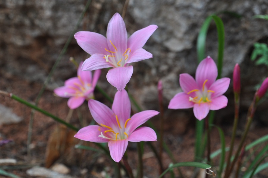  p>山野兰花是草本石蒜科的一类.