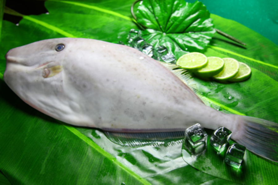 又叫马面鱼,潮汕俗名:迪仔,剔皮鱼在上海和闽浙一带称 a target="