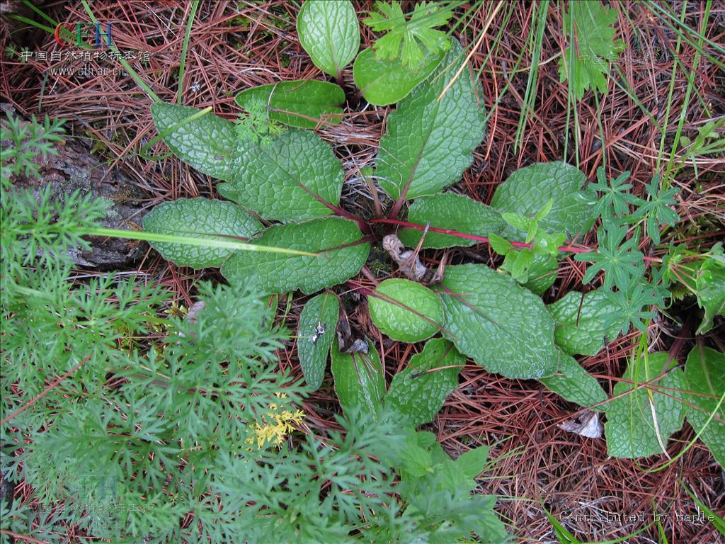 为菊科植物川木香 i>vladimiria souliei( franch.