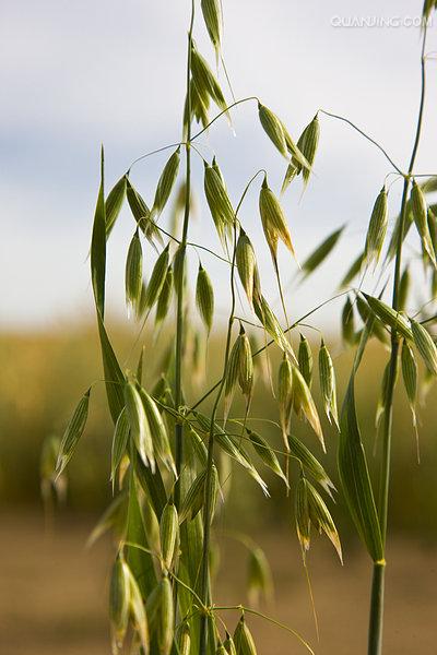  p>野燕麦(学名: i>avena fatua /i> l.