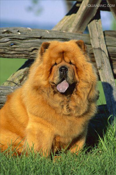 松狮犬chowchow