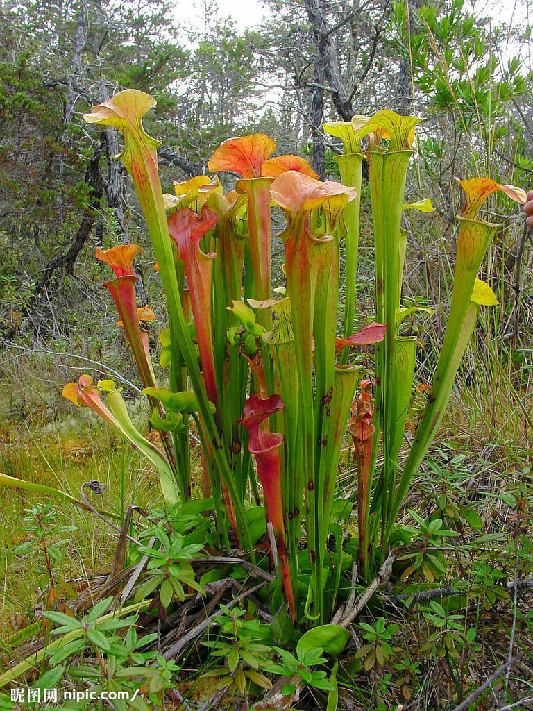 yellow pitcherplant