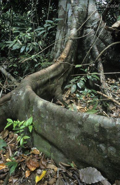 p>板根(plank buttresses root)亦称"板状根"