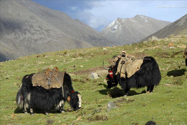 青藏高原牦牛