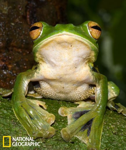 海伦树蛙