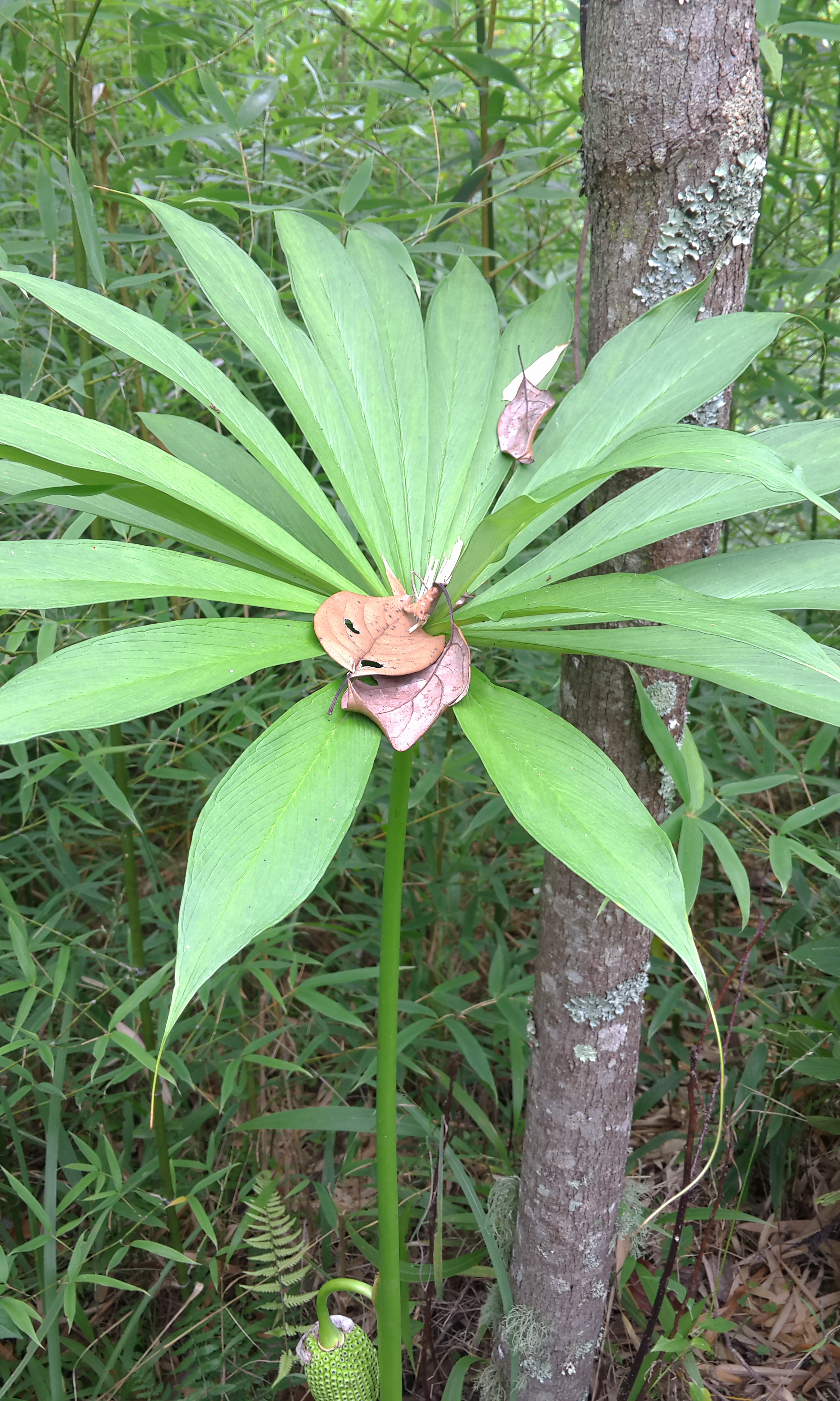  p>一把伞南星(学名: i>arisaema erubescens /i> (wall.