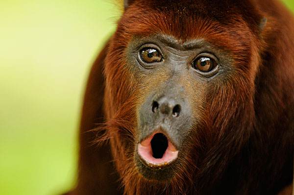 howler monkey