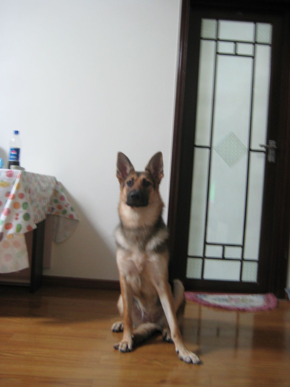  p>中国马犬是 a href="#" data-lemmaid="4764792">昆马犬 /a>的俗名