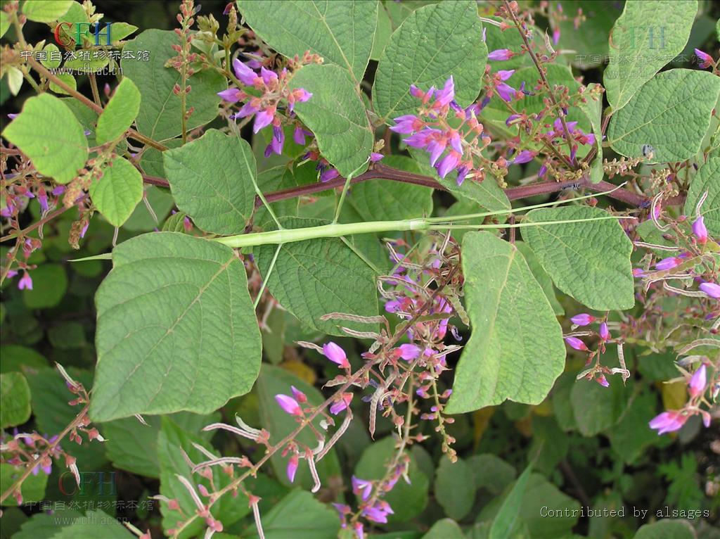 圆锥山蚂蝗(原变种)