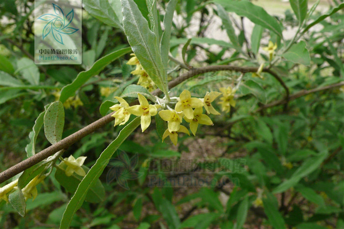  p>绿叶胡颓子(elaeagnus viridis serv.