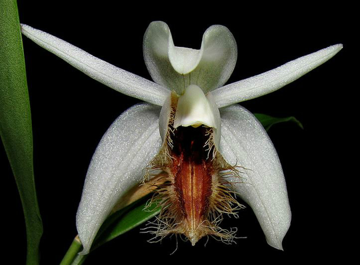 p>髯毛贝母兰(学名: i>coelogyne barbata /i>  griff.