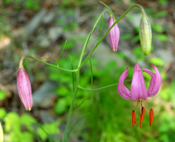 p>垂花百合(学名: i>lilium cernuum /i>  komar.