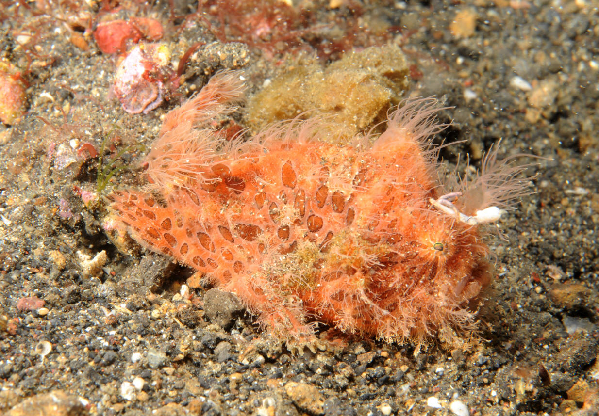 antennarius hispidus