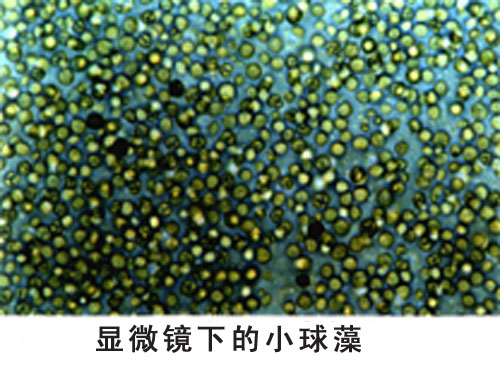 小球藻(绿藻)