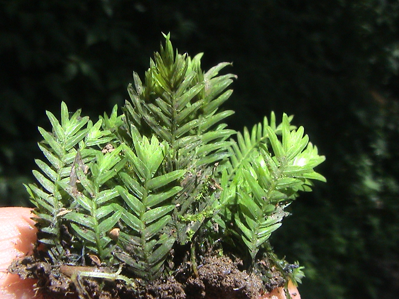  /i>)是青藓科平灰藓属植物,贵州地处云贵高原,气候温暖湿润,为亚热带