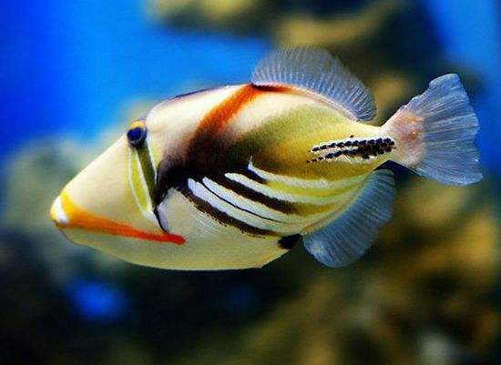 海水觀賞魚 百度百科
