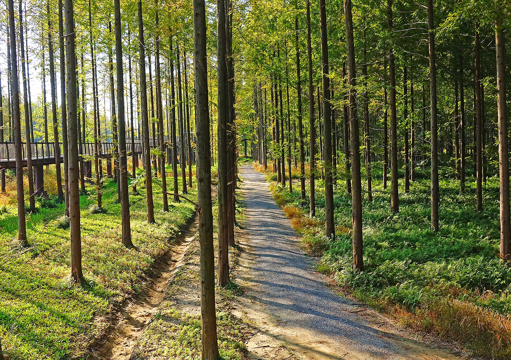  p>森林公园以大面积 a target="_blank" href="/item/人工林