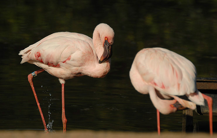  p>小红鹳(学名: i>phoeniconaias minor /i>)