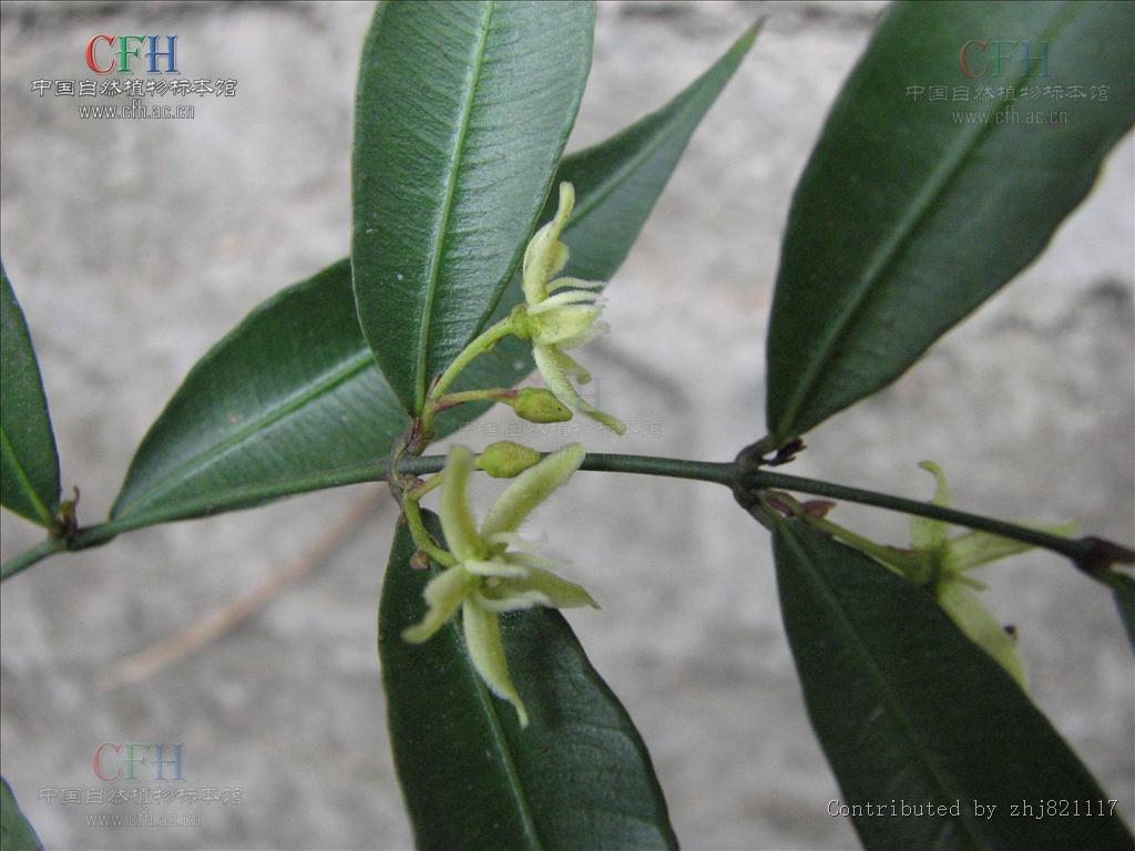  p>黑龙骨(学名:periploca forrestii schltr.