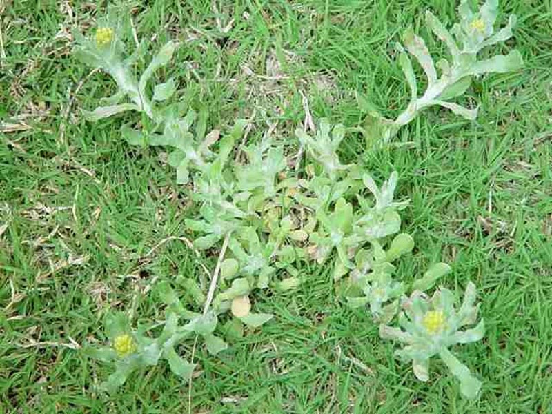 artemisia leucophylla