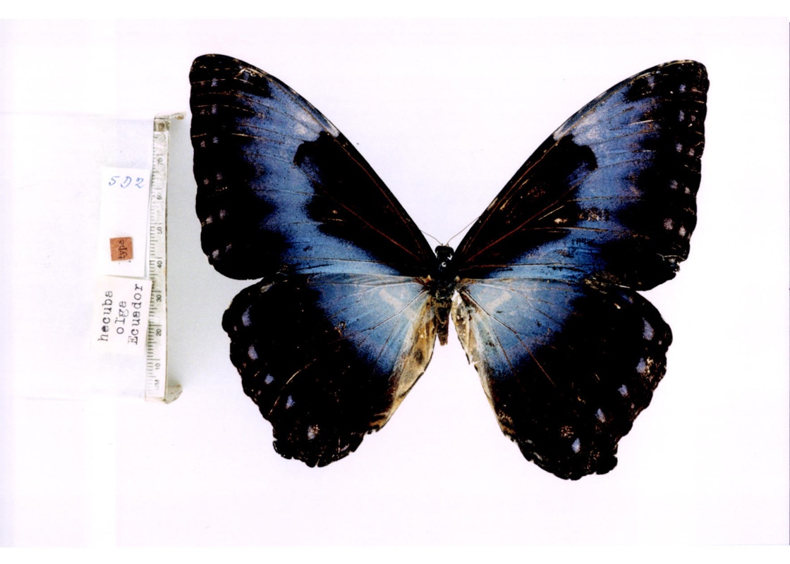  p>月神闪蝶指名亚种, i>morpho cisseis cisseis  /i>(felder &amp