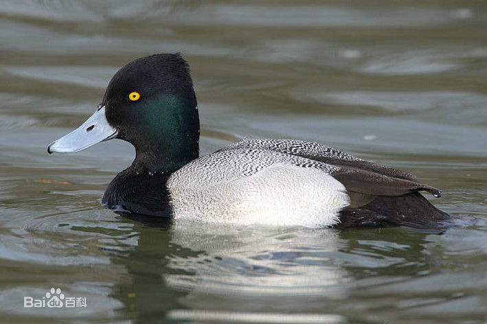  p>小潜鸭(学名: i>aythya affinis /i>)是雁形目,鸭科,潜鸭属的 a