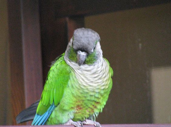 绿颊锥尾鹦鹉
