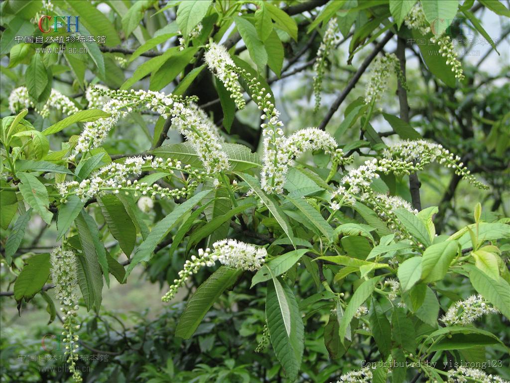  p>星毛稠李,为稠李属落叶乔木,高6—9米,老枝黑褐色,无毛,有浅色皮孔