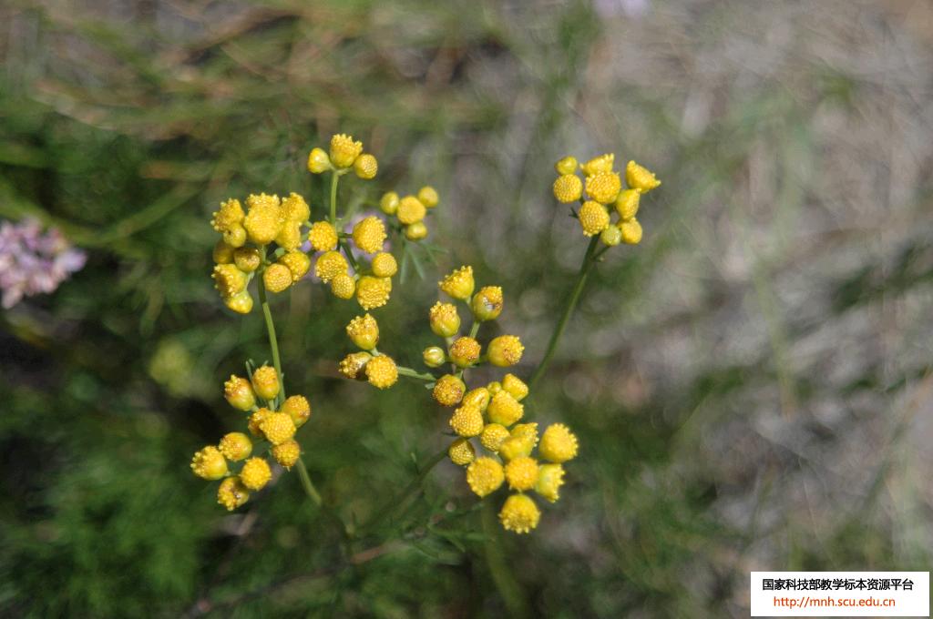  p> a href="#" data-lemmaid="2687631">线叶菊 /a>,别名 a href="#"