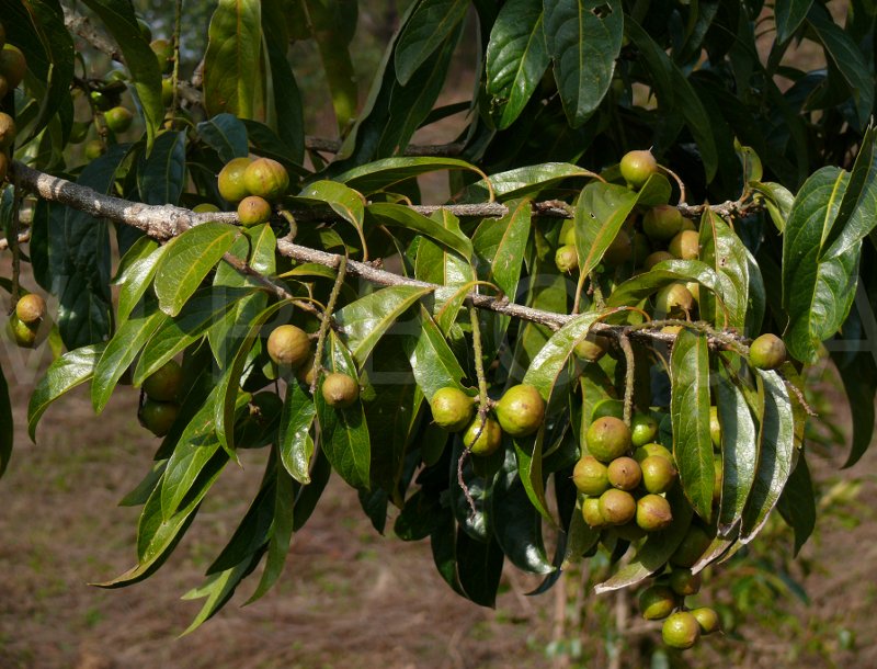  p>山龙眼科(proteaceae juss.