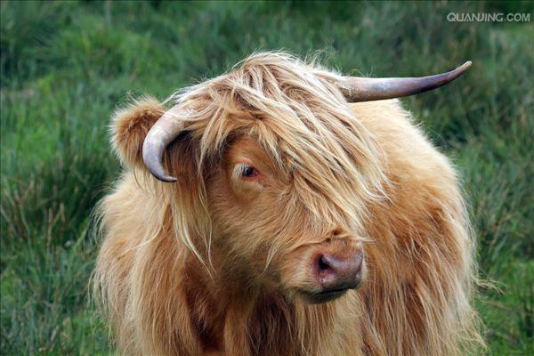  p data-id="gnwqzfhp5s">地牛,动物,在夏季比较闷热的天气里,一般是