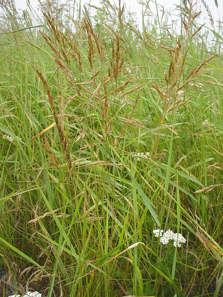 是禾本科,羊茅属多年生 a href="#" data-lemmaid="541696">草本 /a